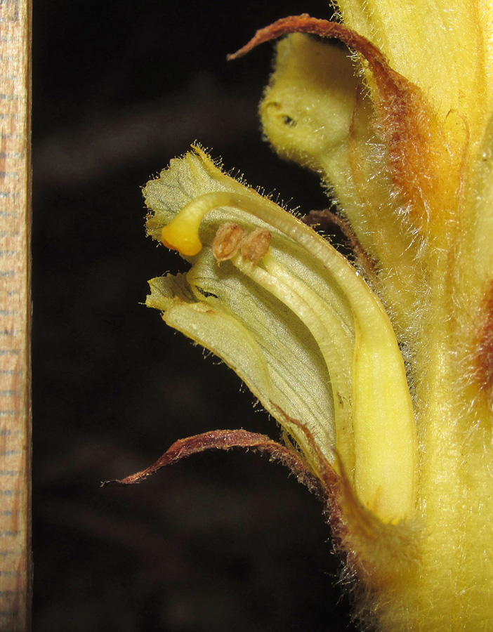 Image of Orobanche flava specimen.