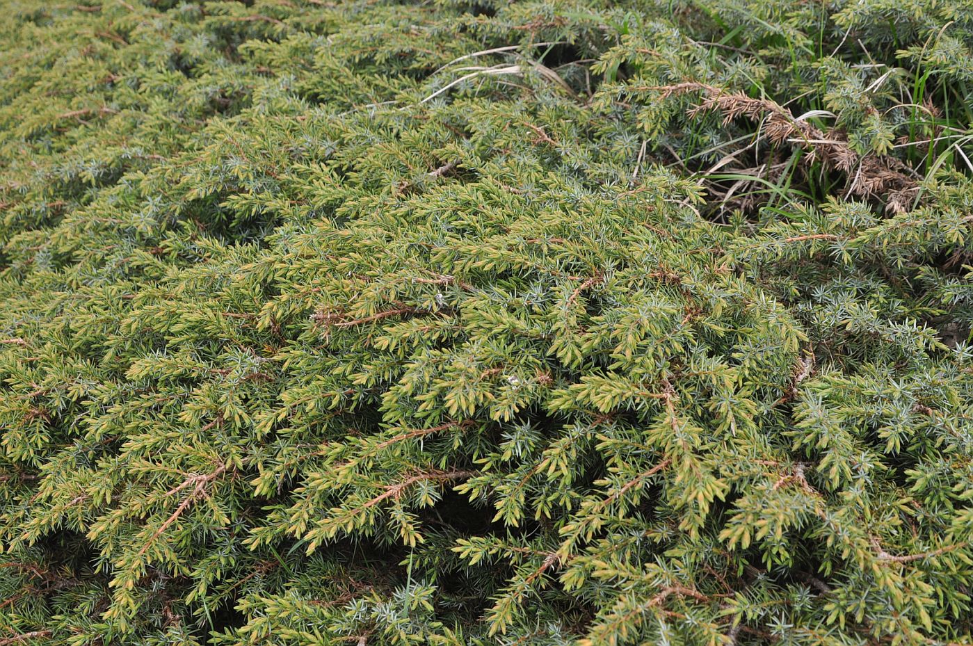 Image of Juniperus hemisphaerica specimen.