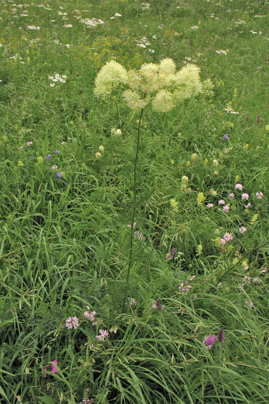 Image of Thalictrum lucidum specimen.