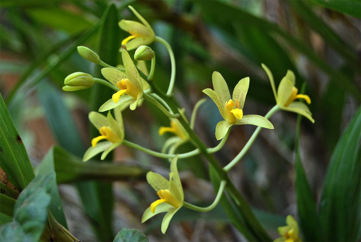 Image of Ansellia africana specimen.