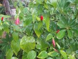 Смотреть изображение Malvaviscus penduliflorus