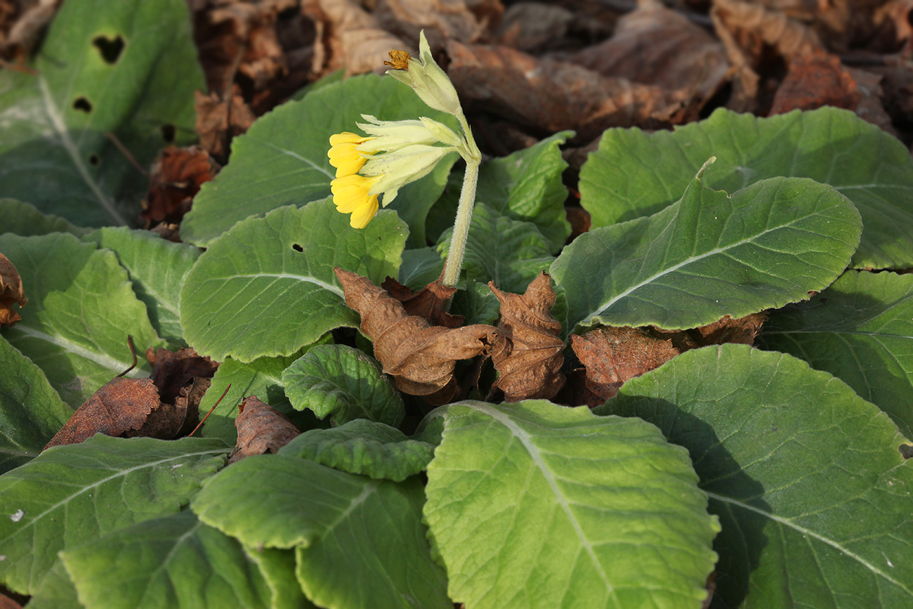 Image of Primula macrocalyx specimen.