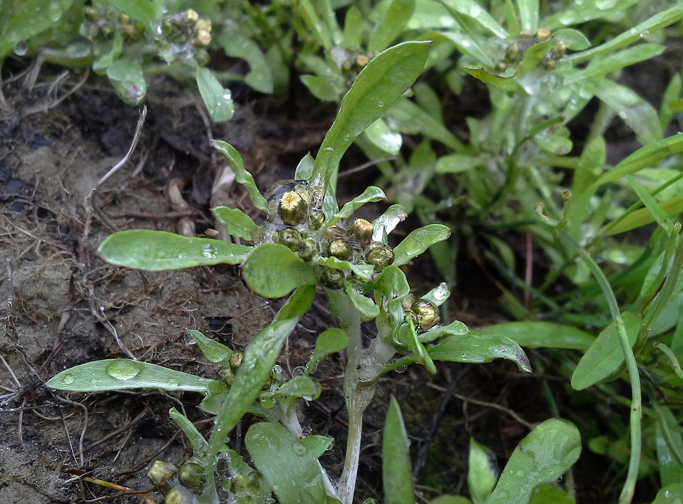 Image of Gnaphalium uliginosum specimen.