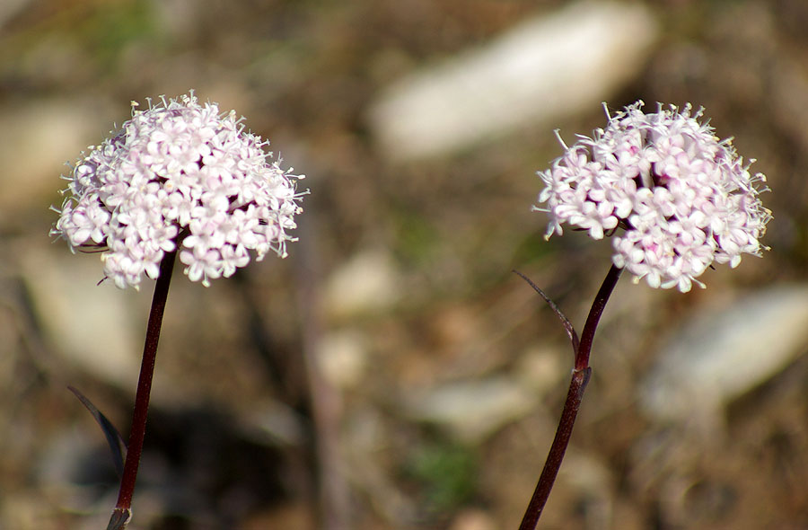 Image of Valeriana capitata specimen.