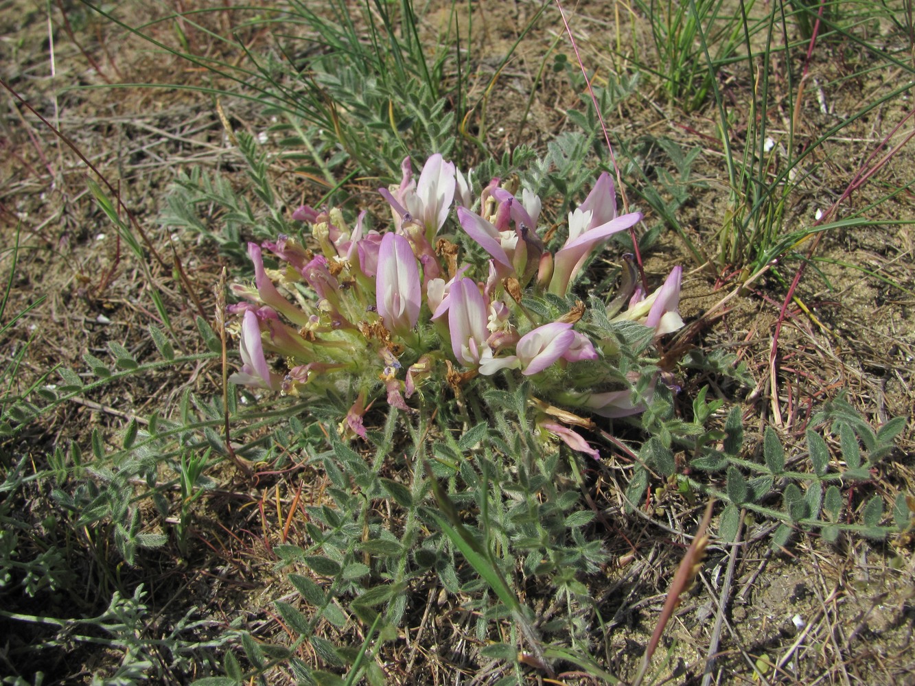 Изображение особи Astragalus dolichophyllus.