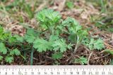 Artemisia vulgaris