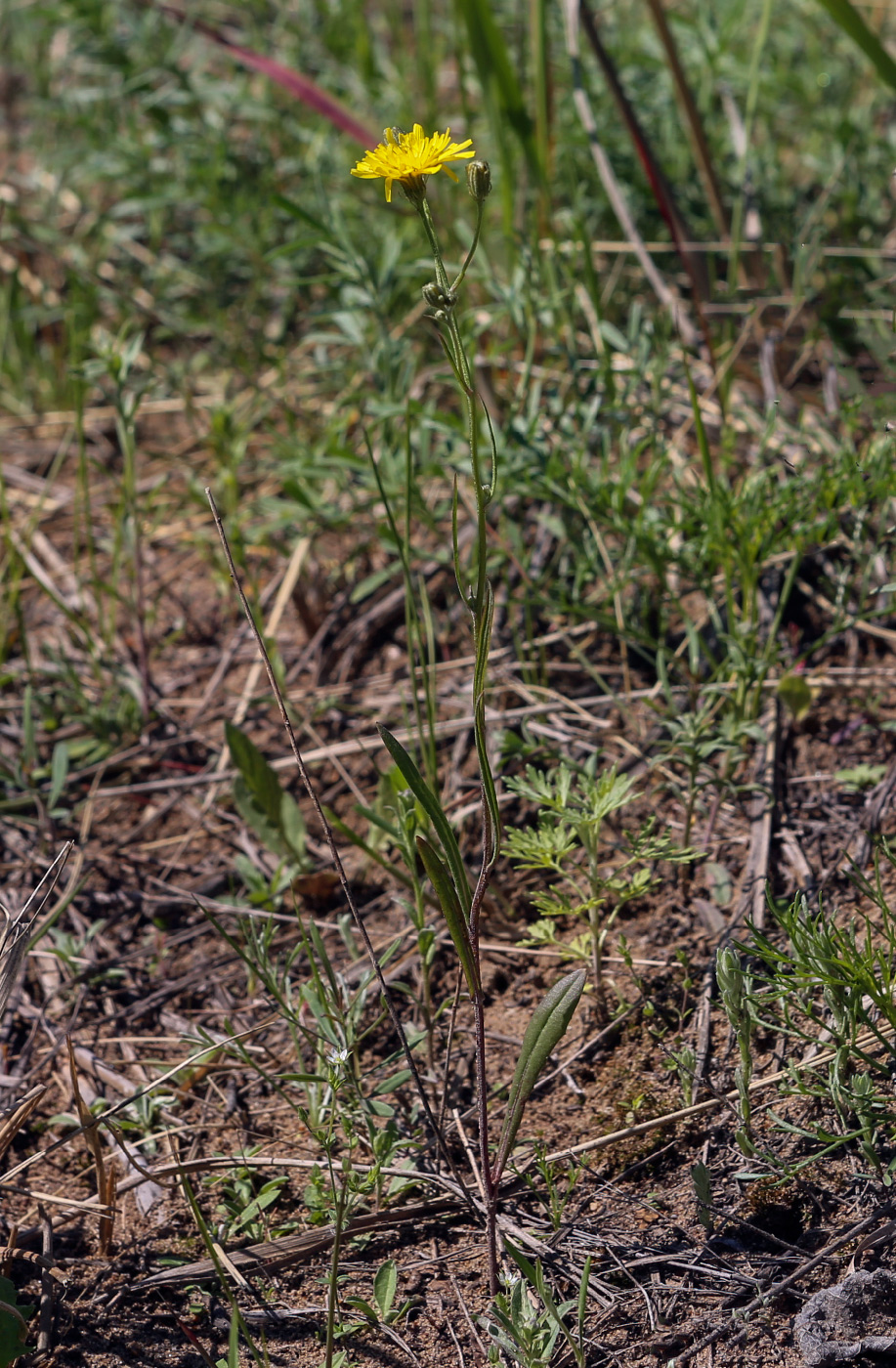 Image of genus Hieracium specimen.