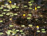 Utricularia × neglecta