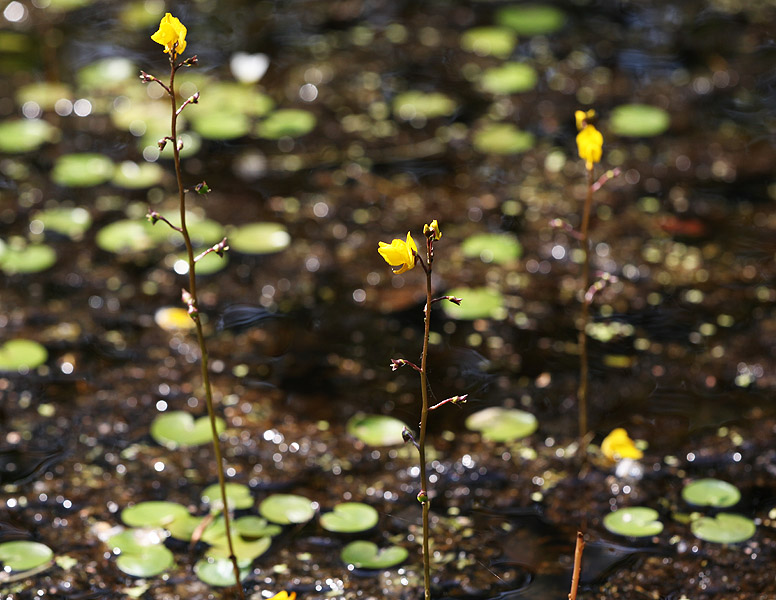 Изображение особи Utricularia &times; neglecta.