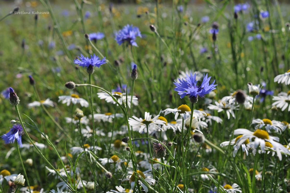 Изображение особи Centaurea cyanus.