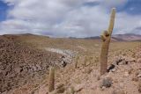 Trichocereus atacamensis