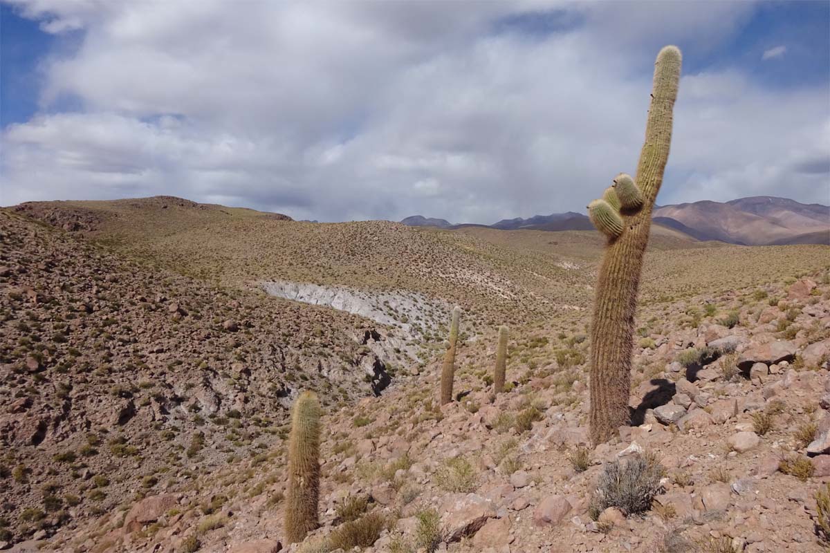 Изображение особи Trichocereus atacamensis.