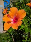 Hibiscus rosa-sinensis