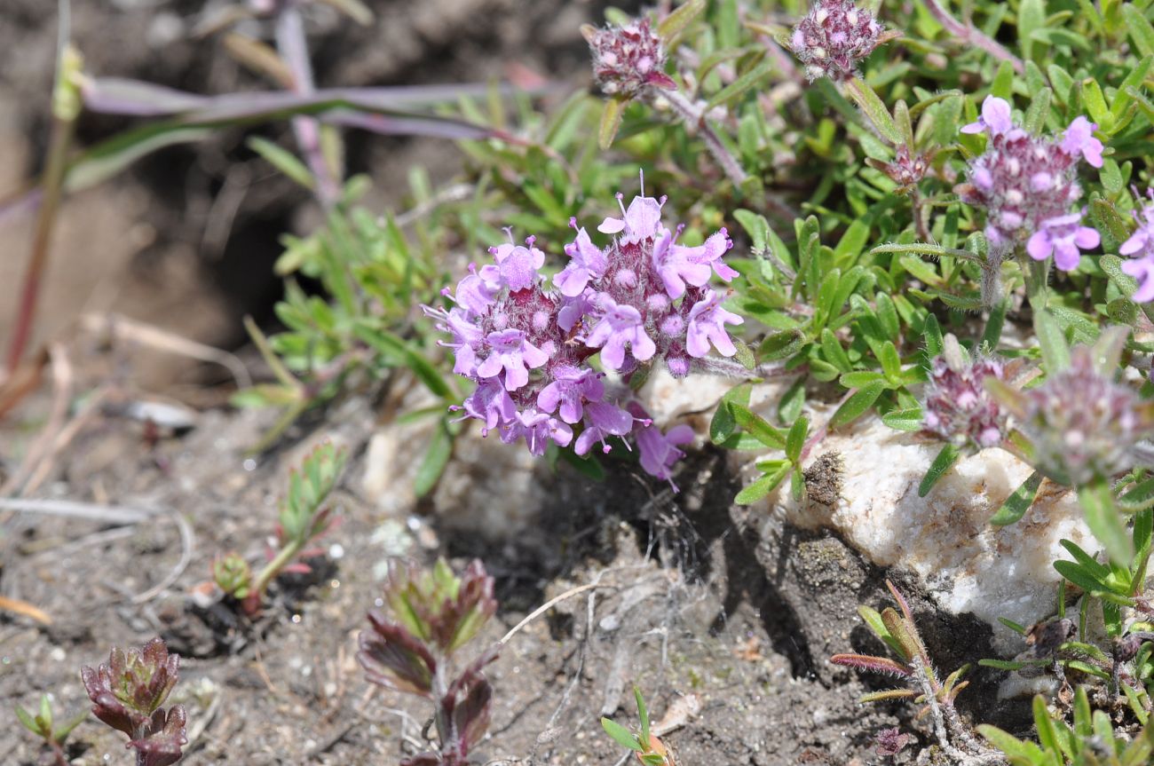 Изображение особи род Thymus.