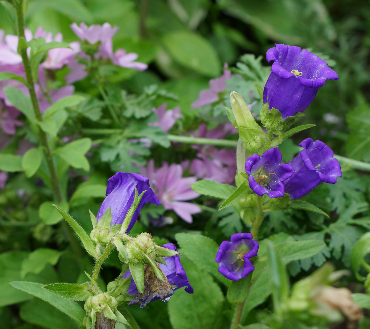 Изображение особи Campanula medium.