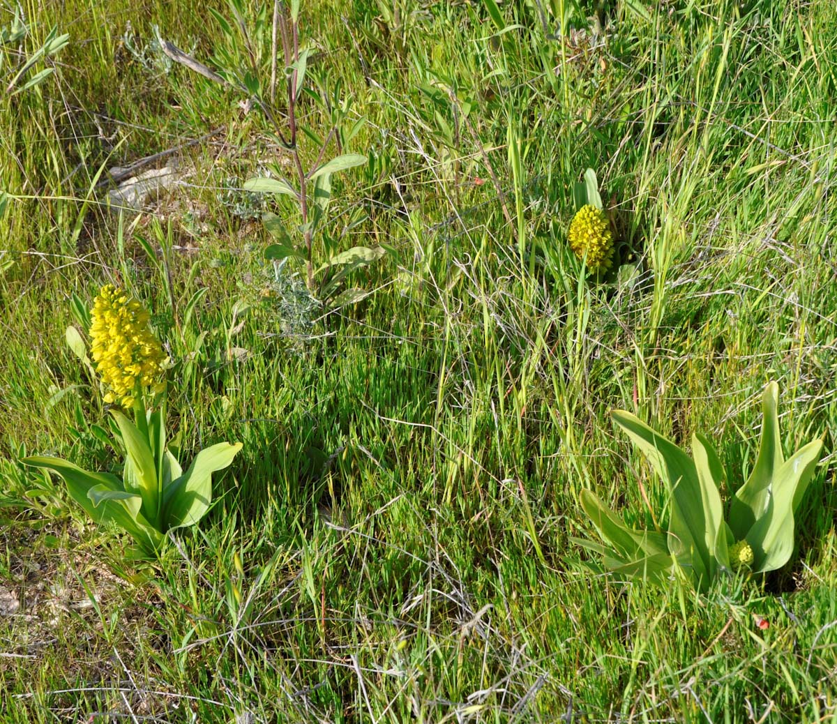 Image of Orchis punctulata specimen.