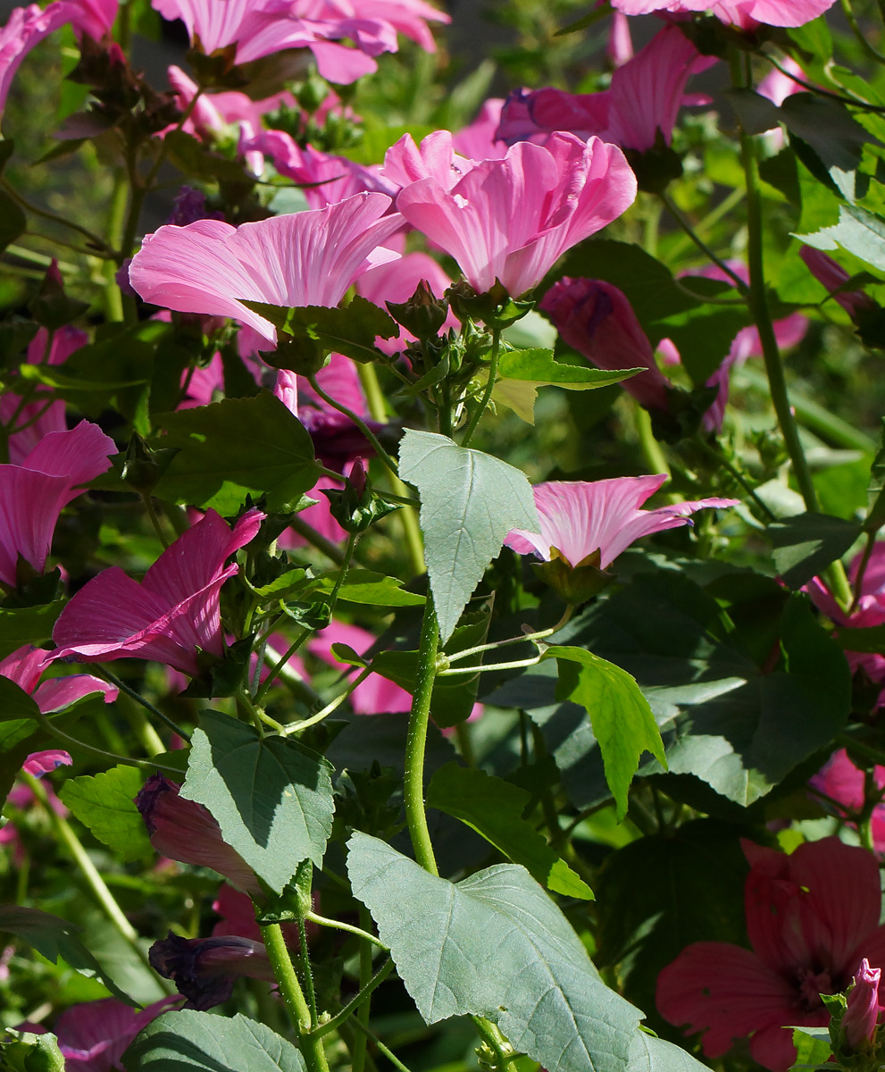 Изображение особи Malva trimestris.