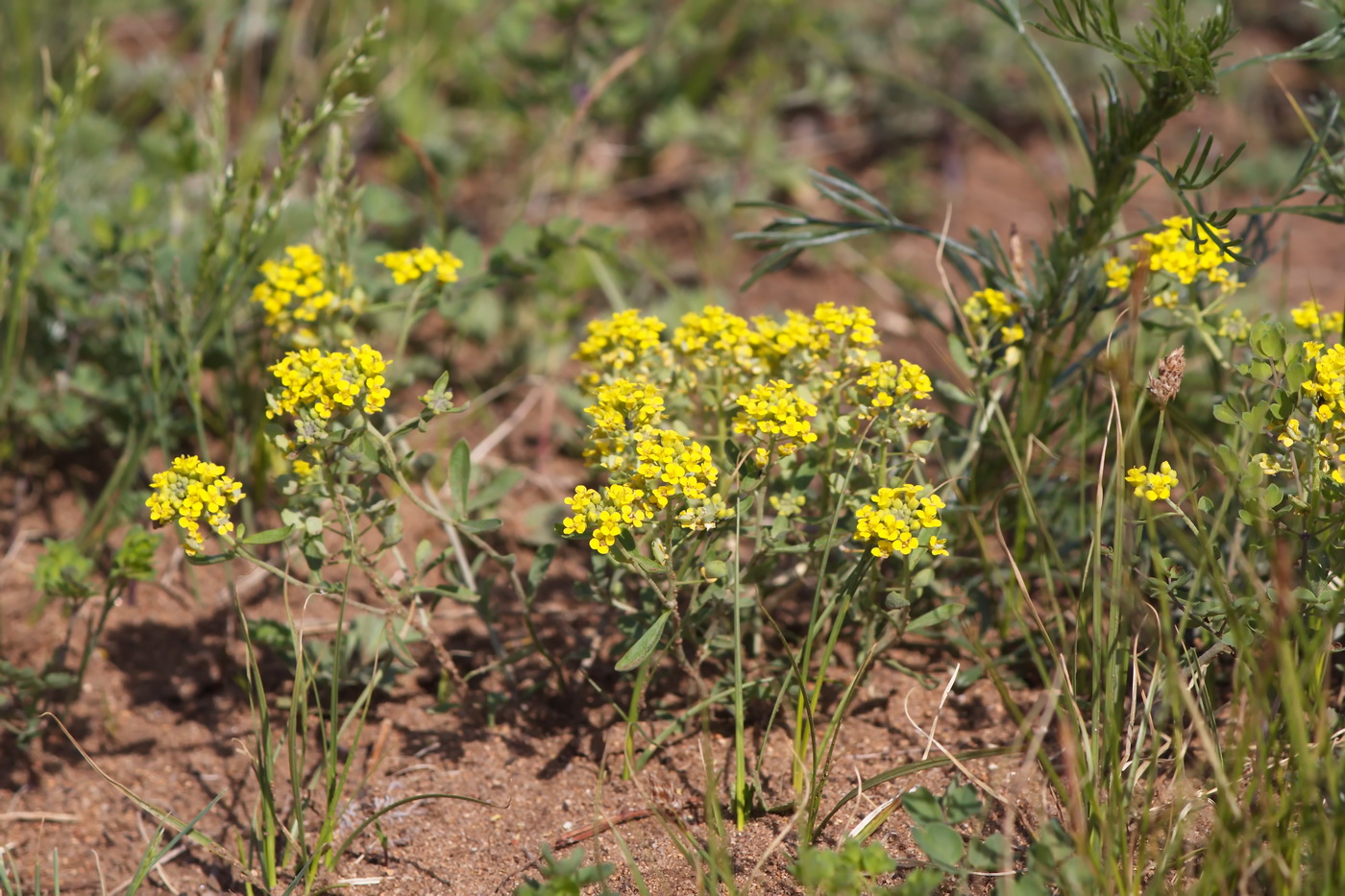 Изображение особи род Alyssum.