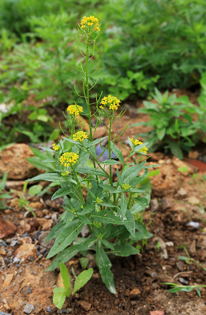 Изображение особи Erysimum cheiranthoides.