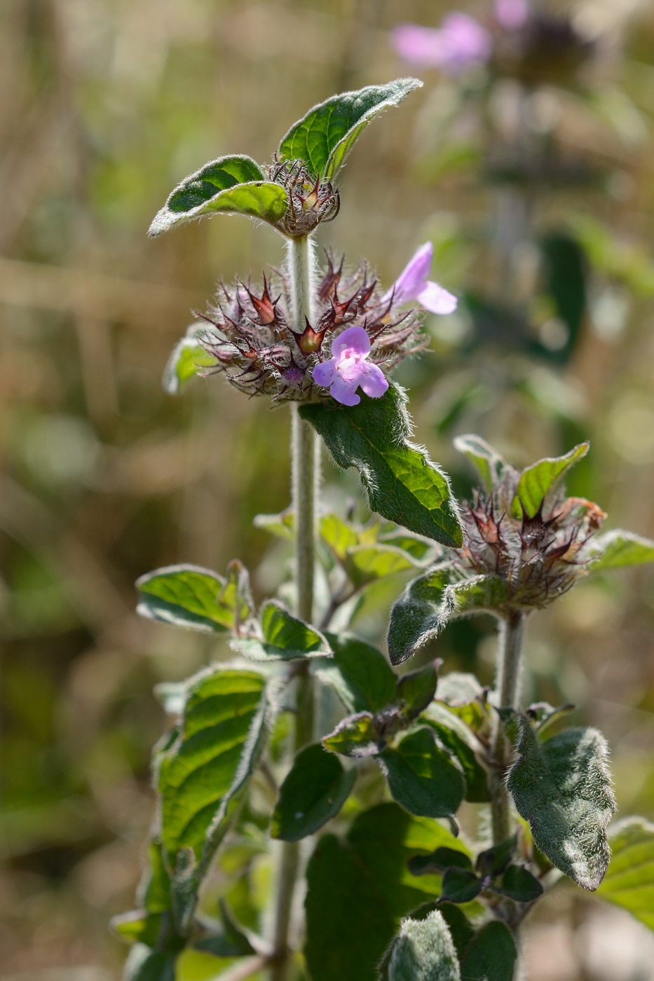 Изображение особи Clinopodium caucasicum.