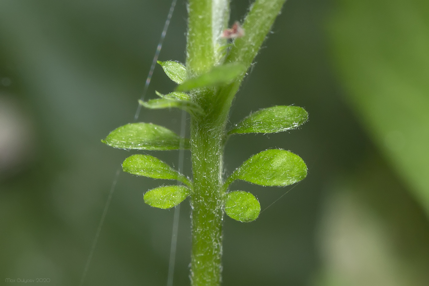 Изображение особи Artemisia vulgaris.