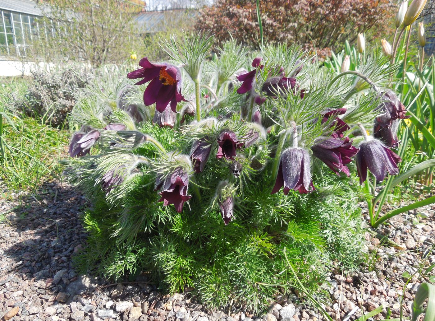 Изображение особи Pulsatilla vulgaris.