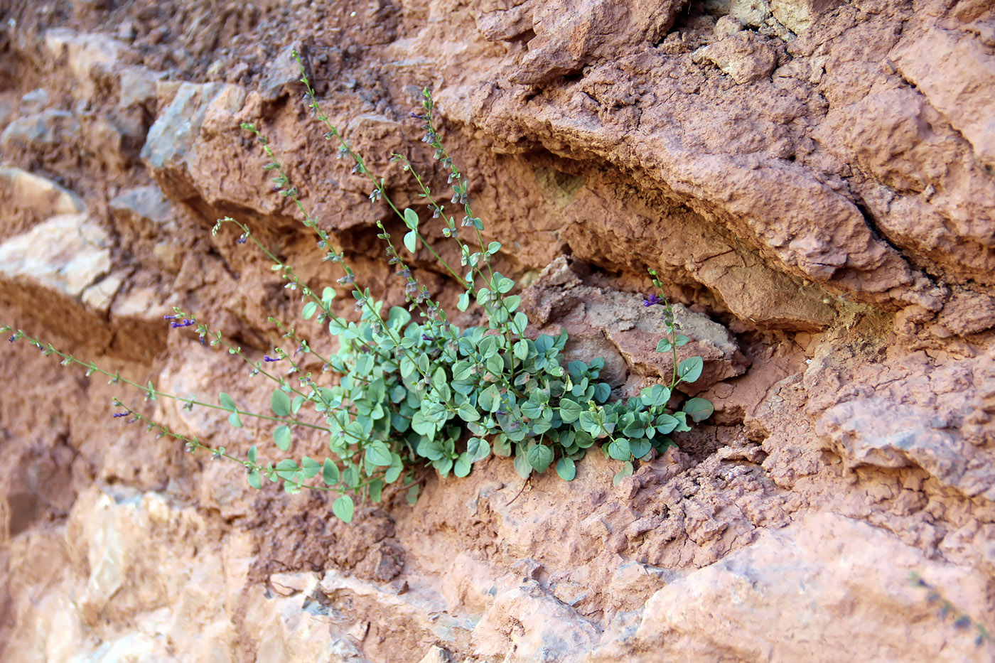 Image of Scutellaria fedtschenkoi specimen.