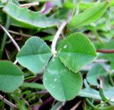 Trifolium repens. Лист. Украина, Волынская обл., Ратновский р-н, юго-западные окрестности с. Окачево, левый берег р. Припять, луг. 29 июля 2010 г.