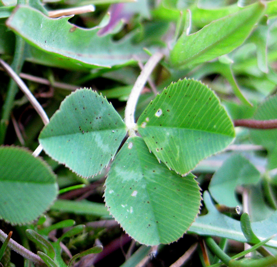 Image of Trifolium repens specimen.