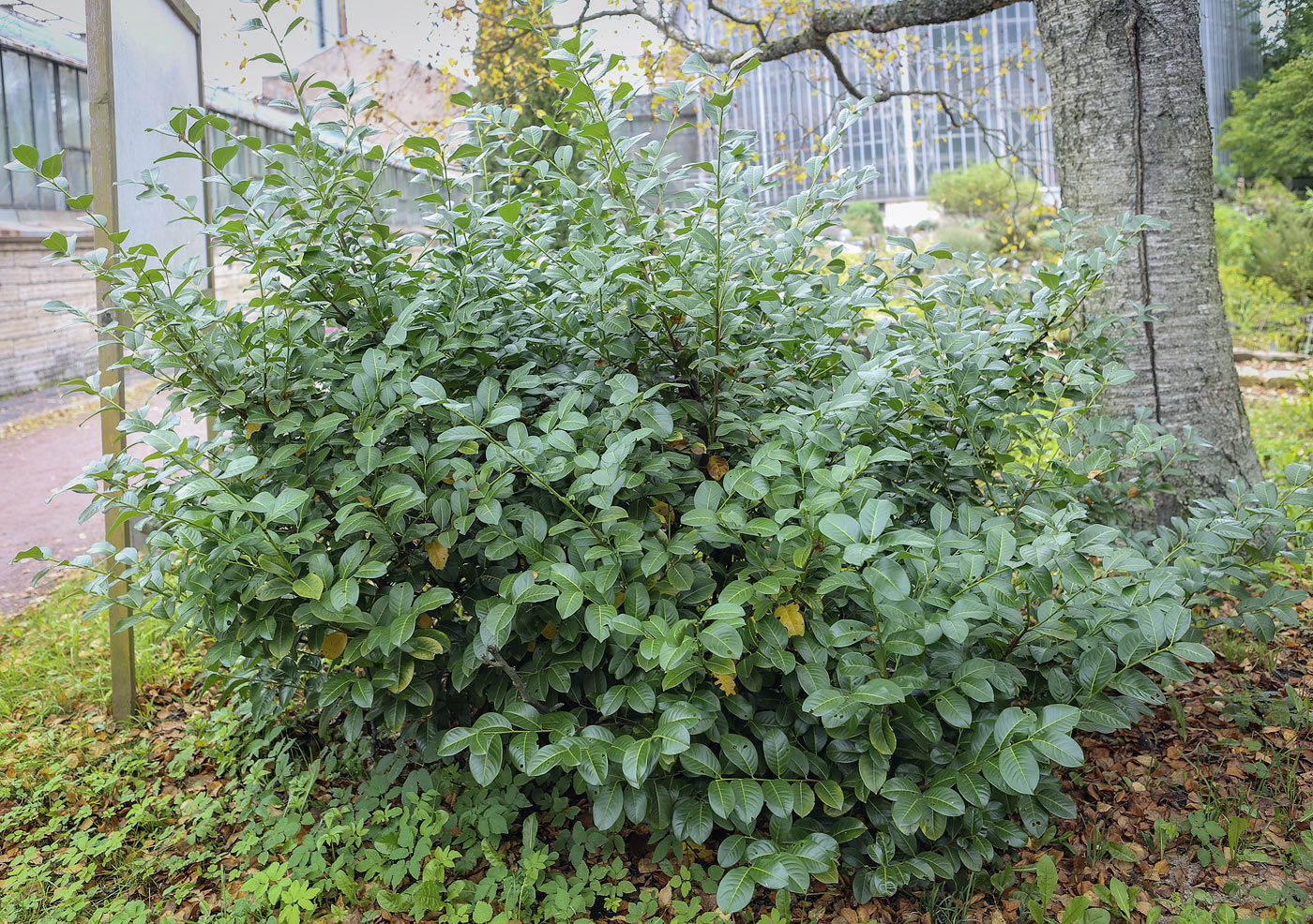 Image of Lauro-cerasus officinalis specimen.