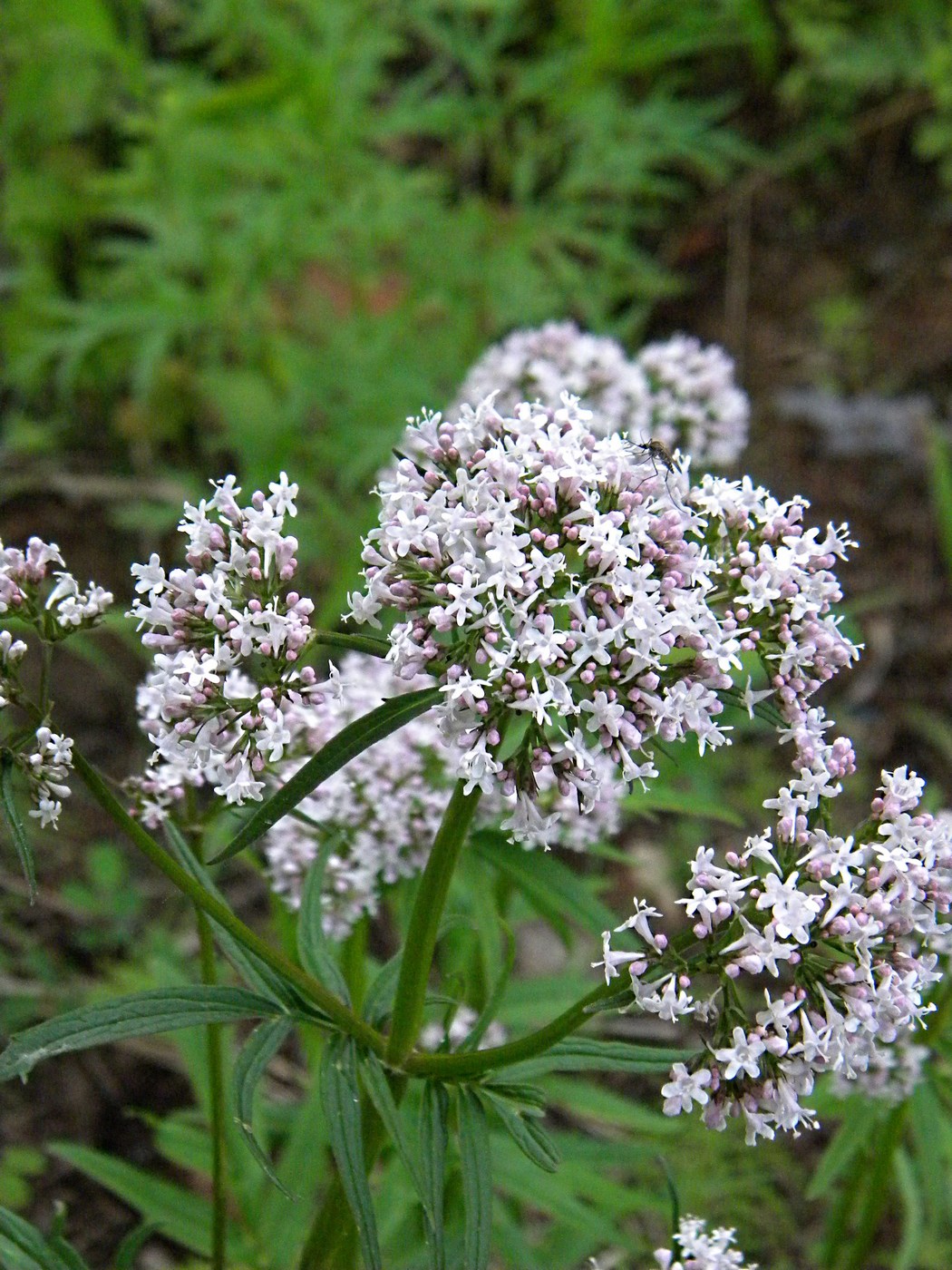 Изображение особи Valeriana transjenisensis.