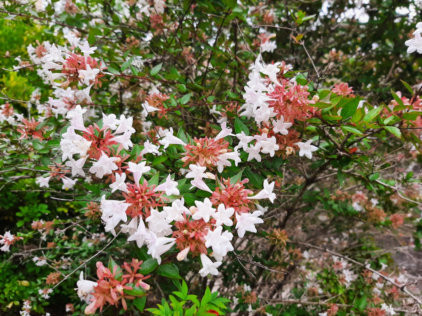 Image of Abelia &times; grandiflora specimen.