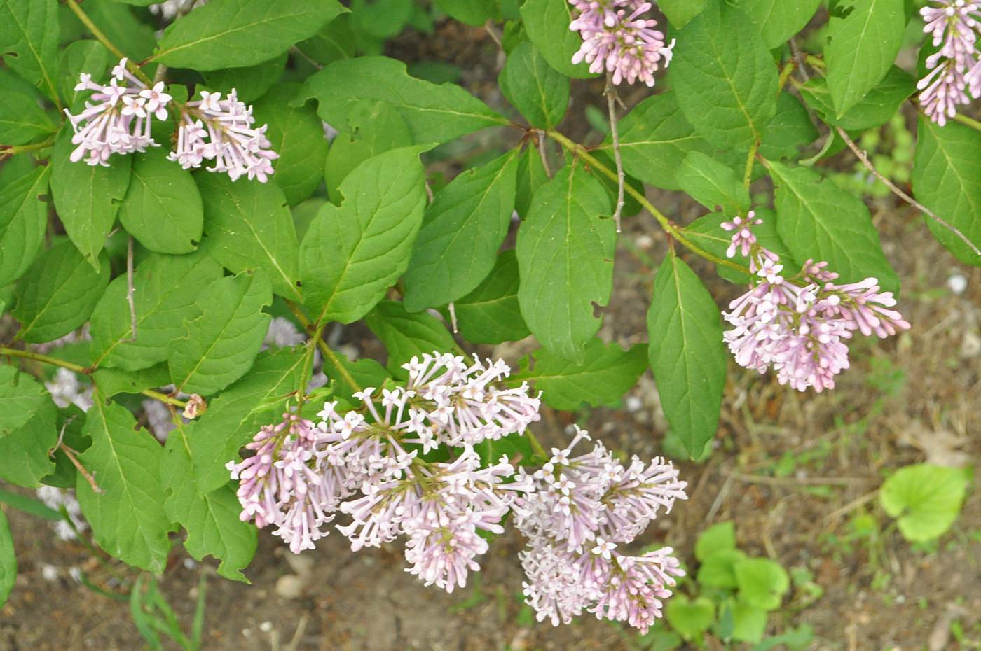 Изображение особи Syringa josikaea.