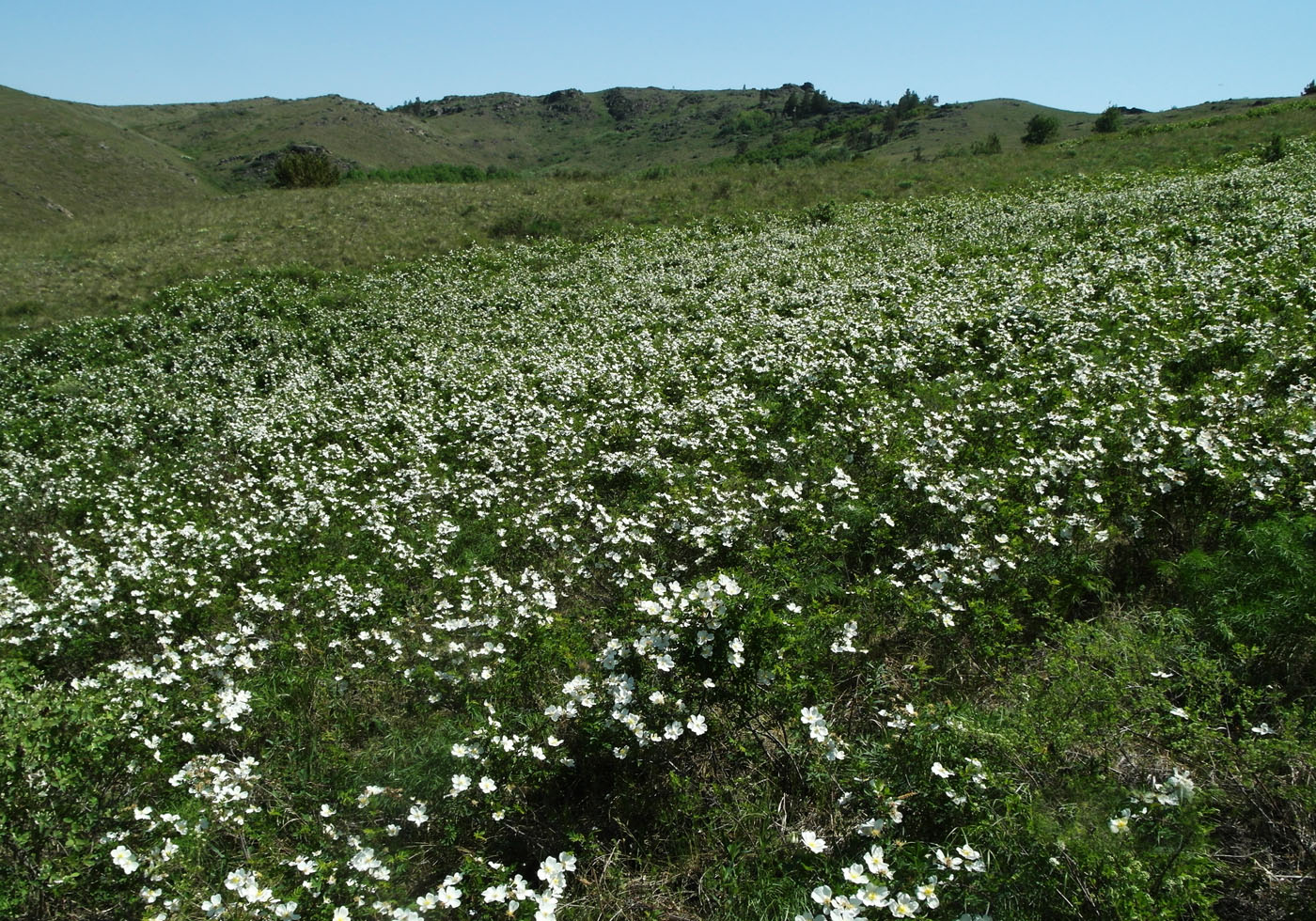 Image of Rosa spinosissima specimen.