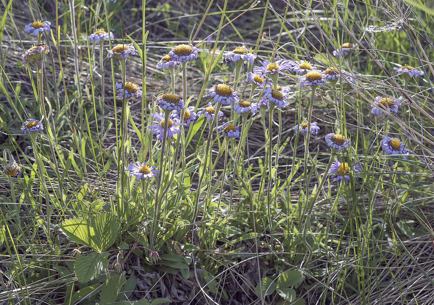 Изображение особи Aster alpinus.