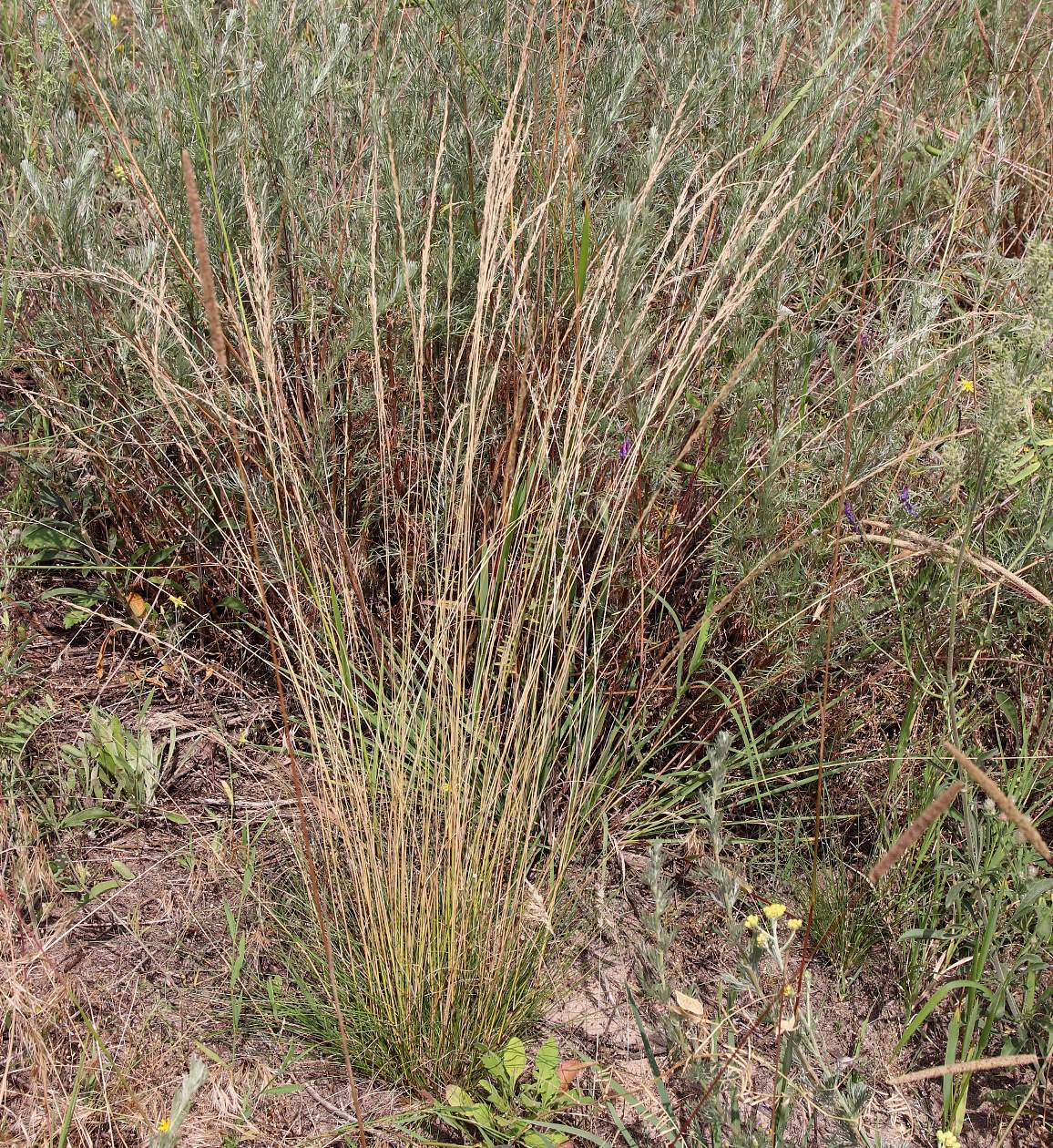 Image of Festuca beckeri specimen.