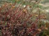 Saxifraga omolojensis