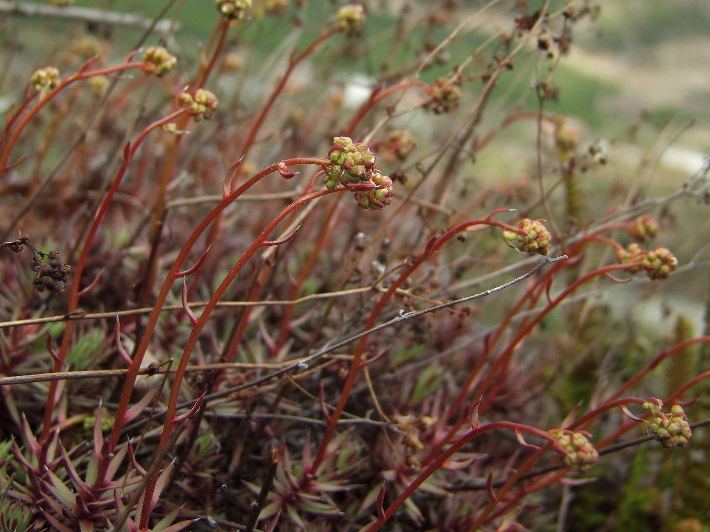 Изображение особи Saxifraga omolojensis.