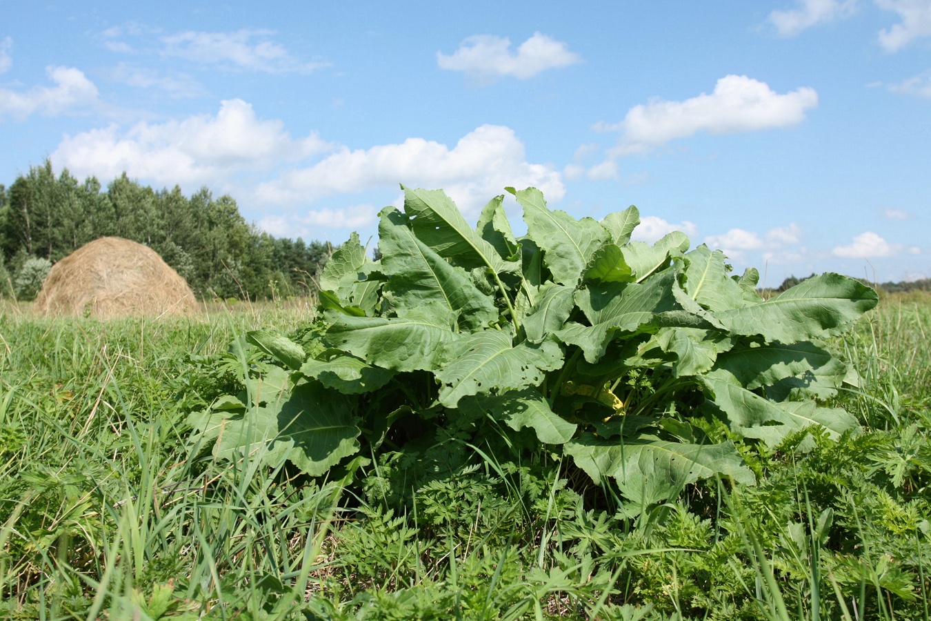 Image of Rumex confertus specimen.