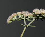 Eriogonum arborescens