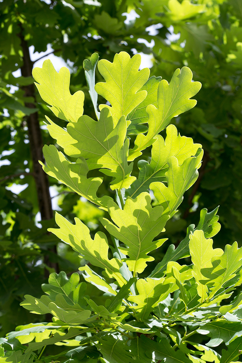 Изображение особи Quercus robur.