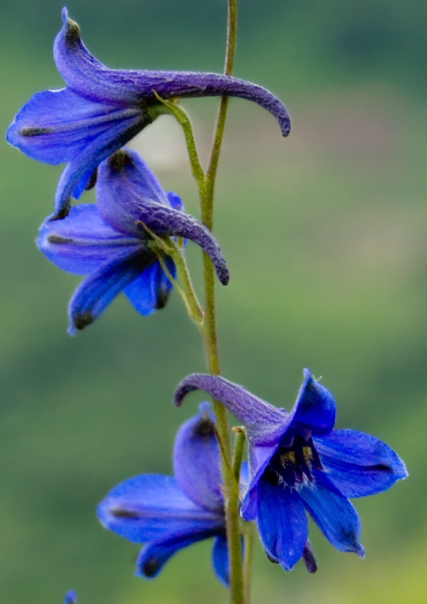 Image of Delphinium laxiflorum specimen.