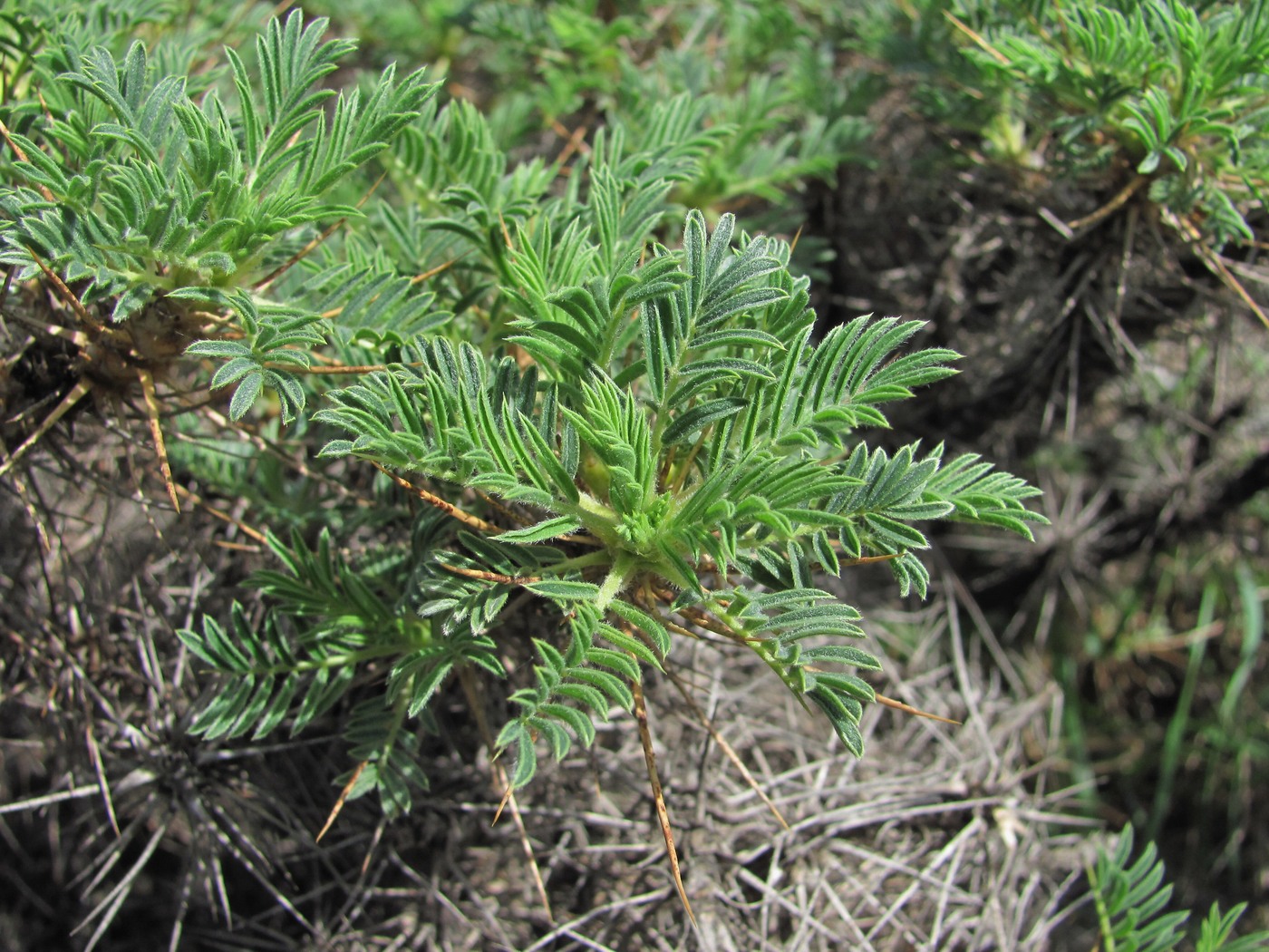 Image of Astragalus denudatus specimen.