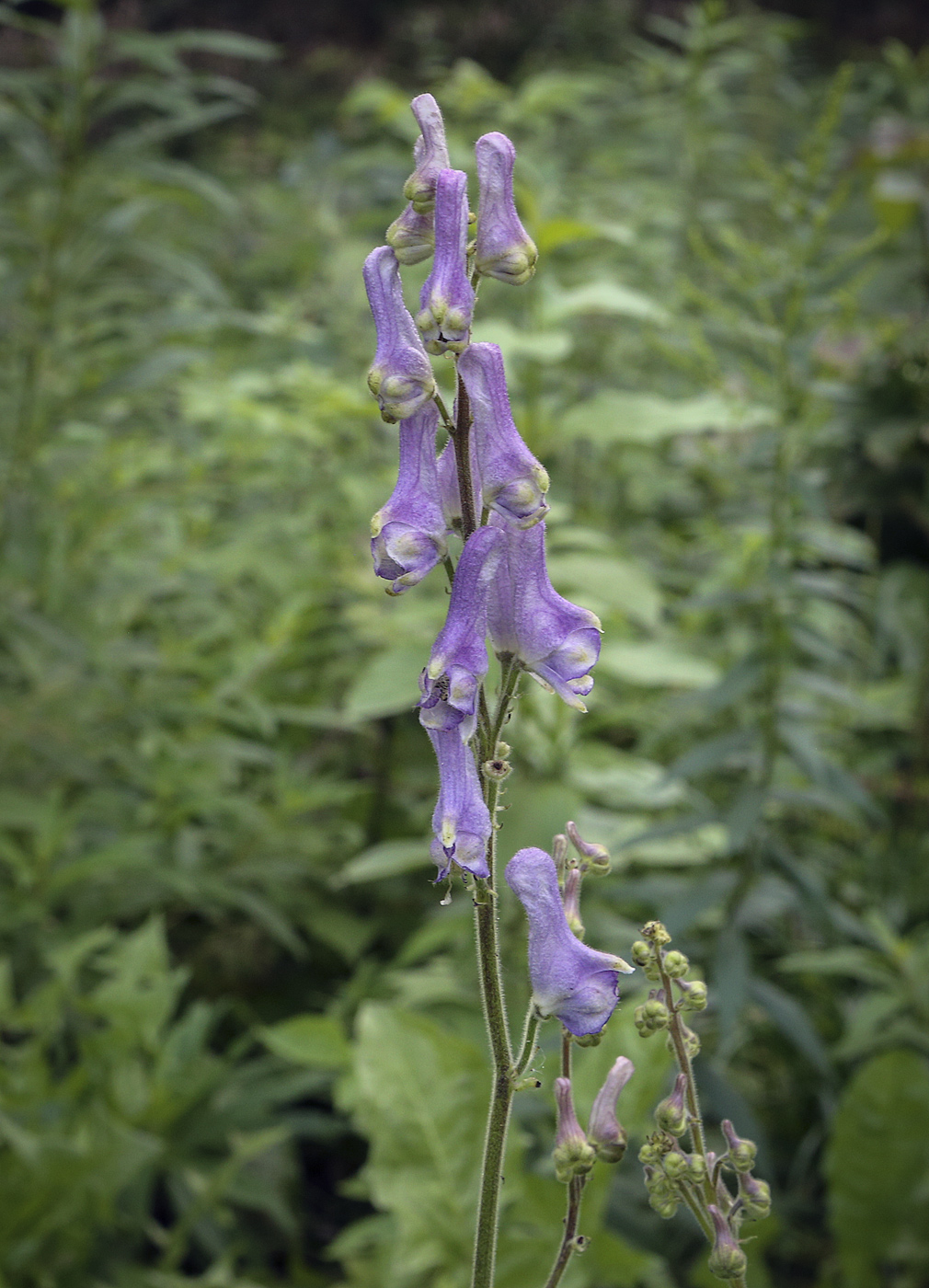 Изображение особи Aconitum septentrionale.