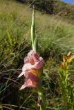 Gladiolus ecklonii