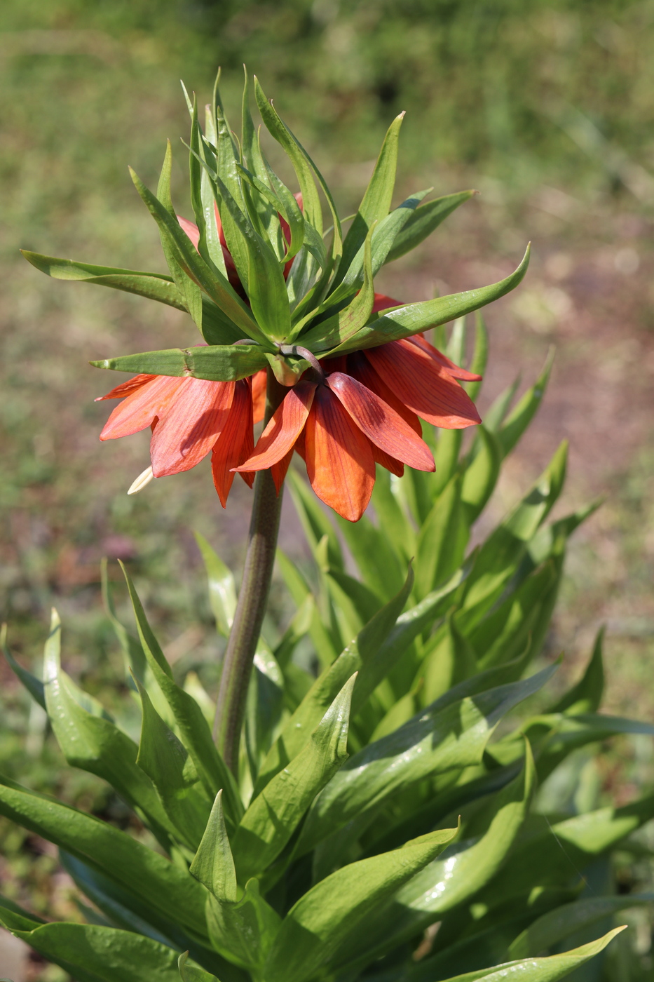 Изображение особи Fritillaria imperialis.