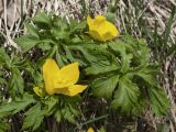 Trollius ranunculinus