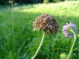 Knautia arvensis