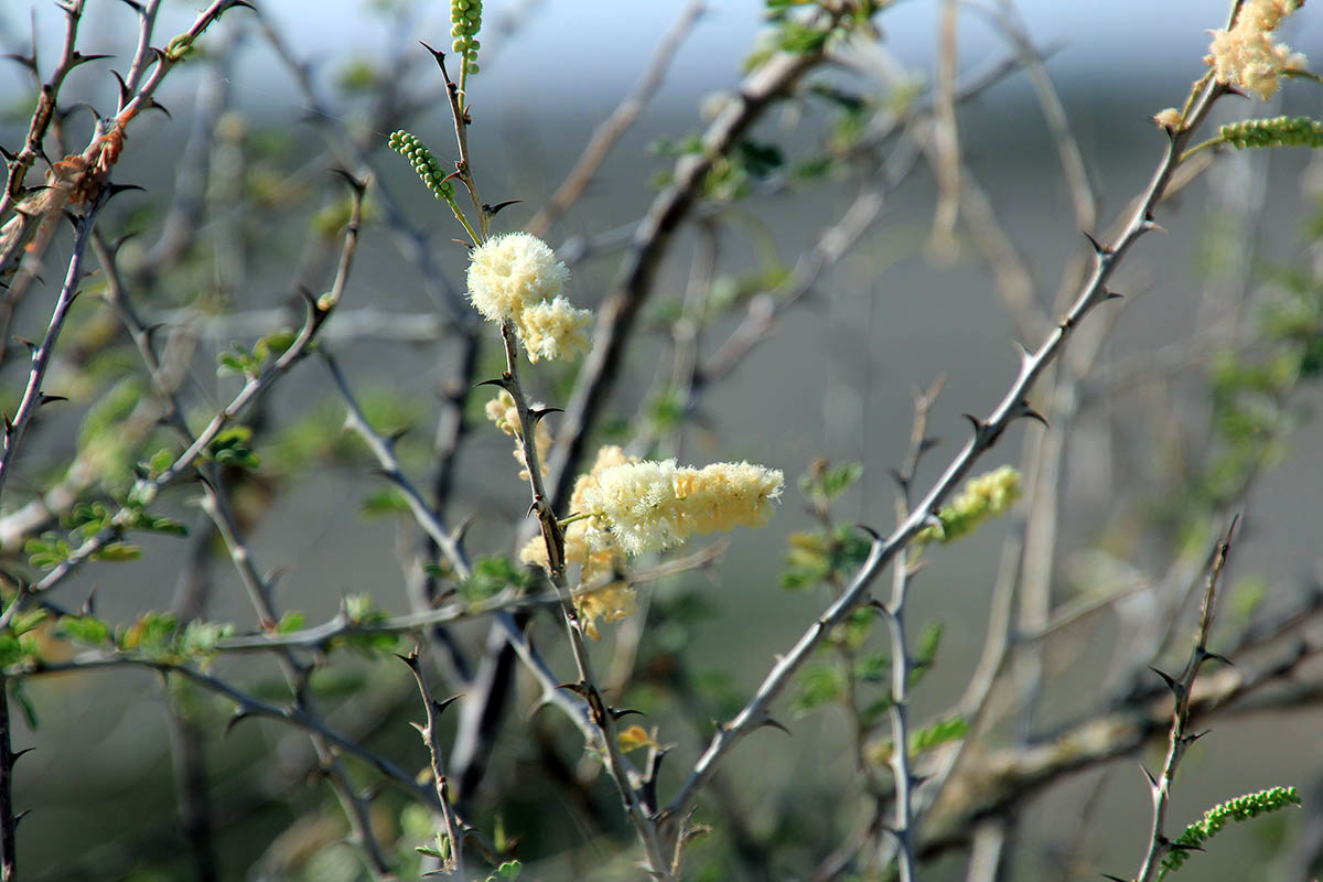 Image of familia Fabaceae specimen.