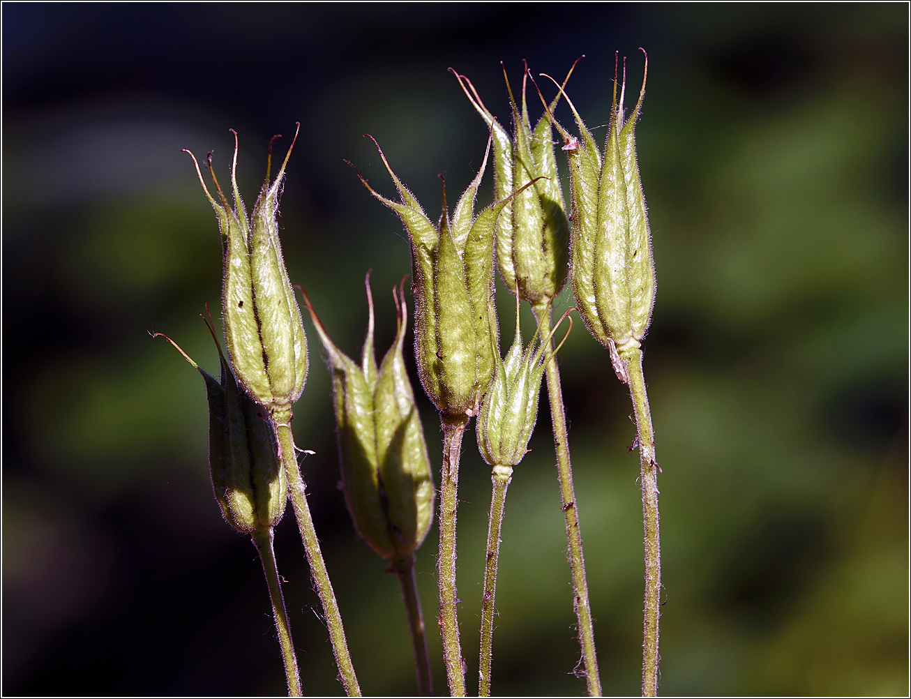 Image of Aquilegia vulgaris specimen.